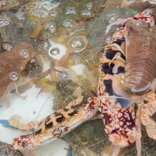 IP67 Waterproof Jetson PCs Automate Worlds First Lobster Farming