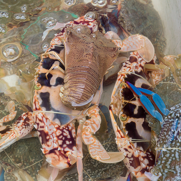 IP67 Waterproof Jetson PCs Automate Worlds First Lobster Farming Thumbnail