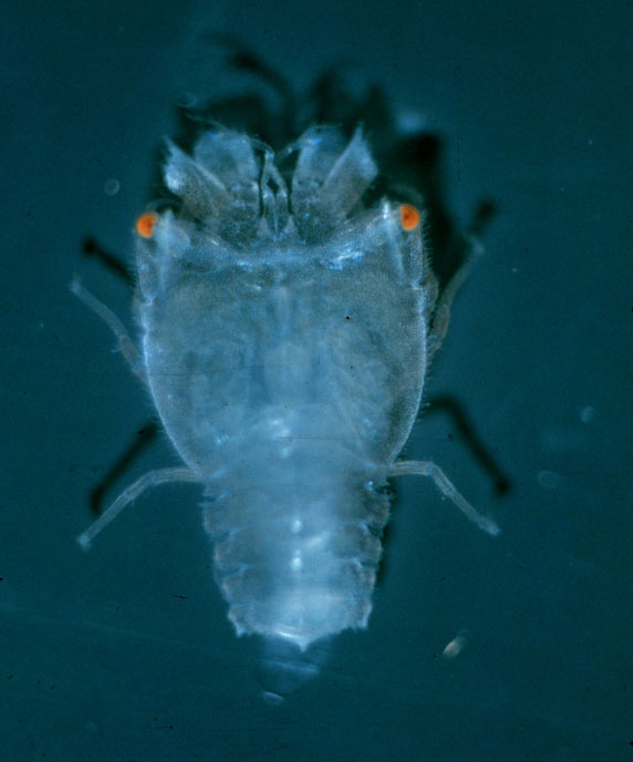 Morton Bay Bug Larvae